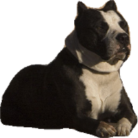 Repaired Old Image